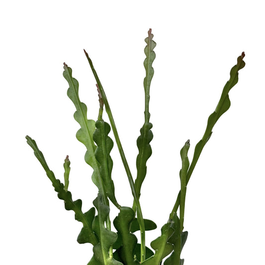 Plante verte Epiphyllum Anguliger aux longues tiges ondulées en zigzag sur fond blanc