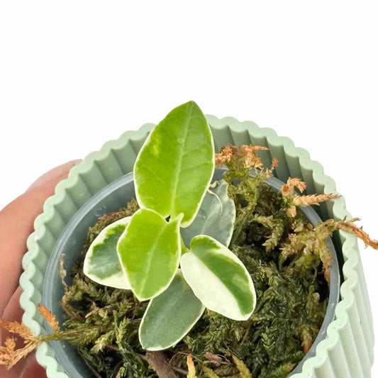Hoya Cumingiana Albomarginata avec des feuilles vertes et blanches, plantée dans un pot vert clair à motifs