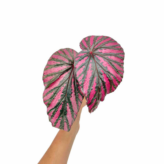 Begonia Brevirimosa