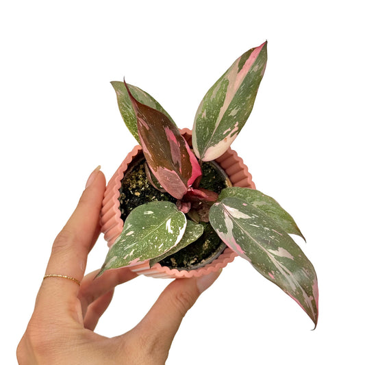 Jeune Philodendron Pink Princess avec un feuillage panaché de rose vif, blanc et vert dans un pot cannelé rose