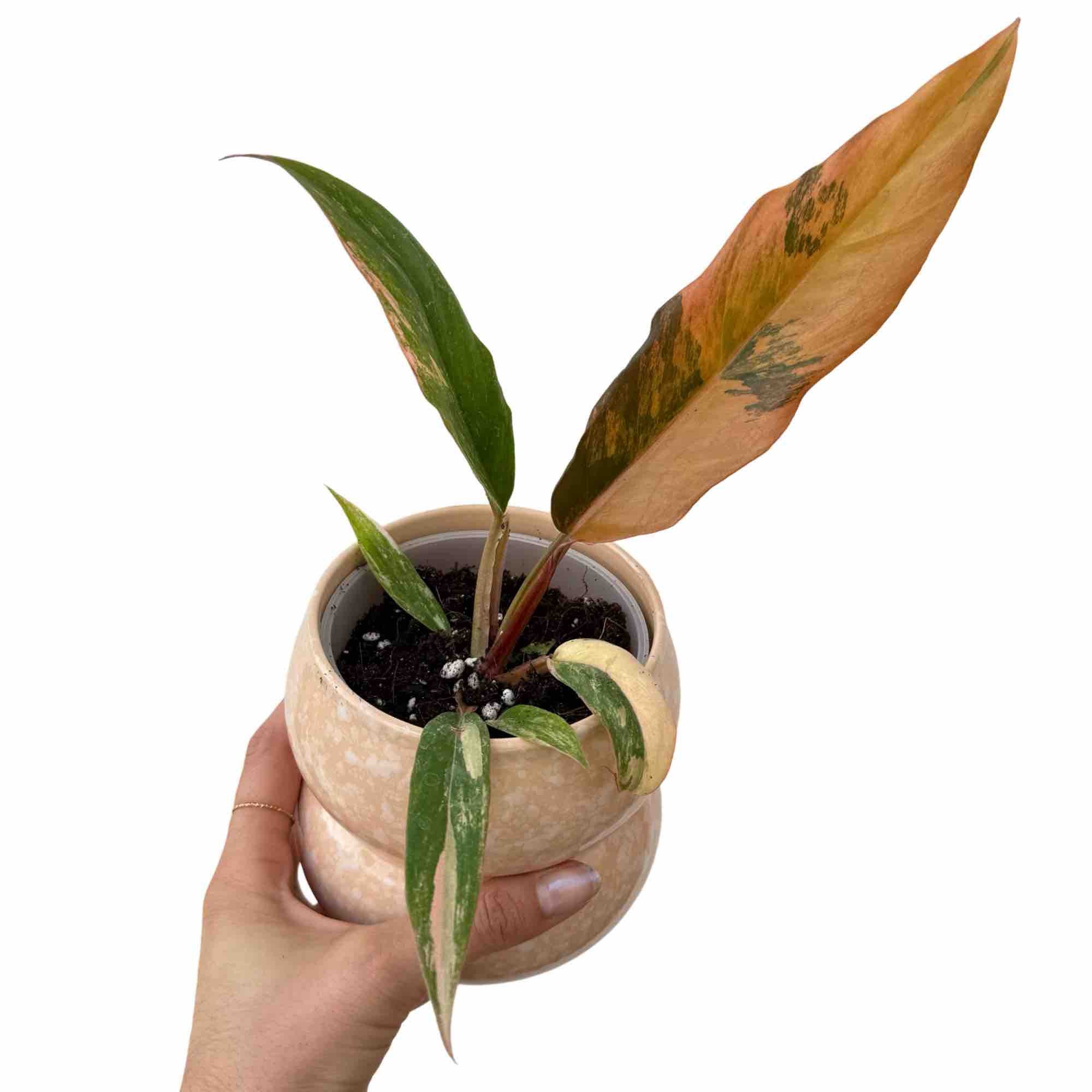 Philodendron Caramel Marble Pot 9cm French Production – plantandstories