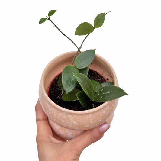 Plante d'intérieur Hoya Chouke aux petites feuilles vertes épaisses dans un pot en céramique rose pastel moucheté