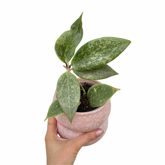 Hoya Verticillata Wibergiae aux feuilles vertes marbrées de blanc, planté dans un pot en céramique rose