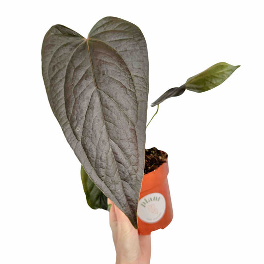 Un anthurium Queen Of Hearts à feuillage sombre et nervures apparentes, dans un petit pot de culture orange