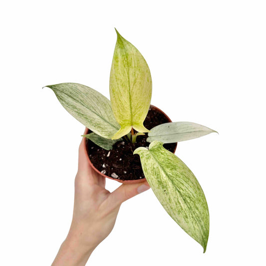 Philodendron Florida Ghost aux jeunes feuilles variant du vert pâle au blanc, poussant dans son pot terre cuite