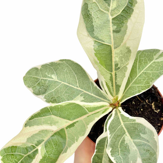Un Ficus Lyrata Variegata avec ses feuilles vertes et crème panachées, planté dans un petit pot en terre cuite