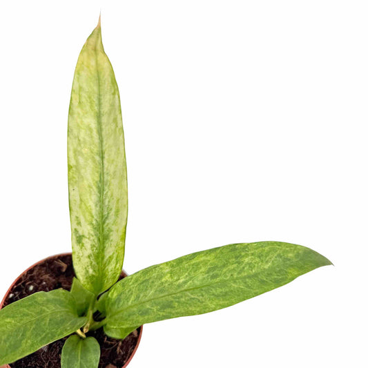 Anthurium vittarifolium Variegata avec ses longues feuilles vert clair panachées de blanc, en pot de culture brun