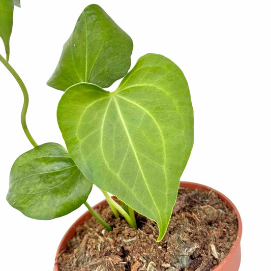 Anthurium clarinervium x pedatoradiatum avec de jeunes feuilles vert clair et nervurées dans un pot brun