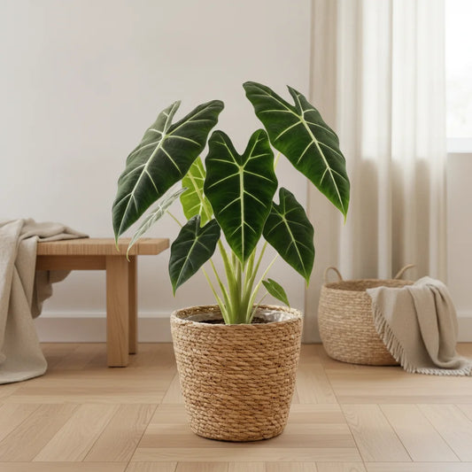 Alocasia Frydek, plante d'intérieur élégante, pot de 19cm, hauteur 60cm. Parfaite pour votre décoration verte.