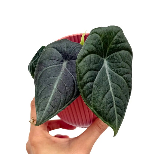 Alocasia Maharani aux feuilles vert foncé texturées avec nervures claires, dans un pot cannelé rose saumon
