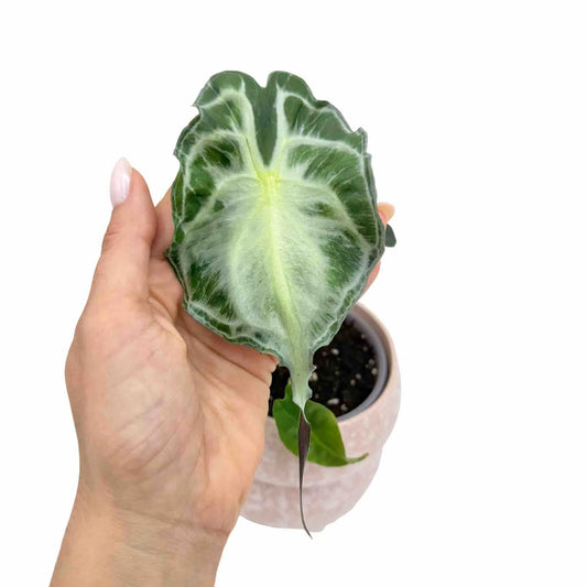 Une feuille d'Alocasia Venom sombre aux nervures vert clair, au-dessus d'un petit pot de plante rose
