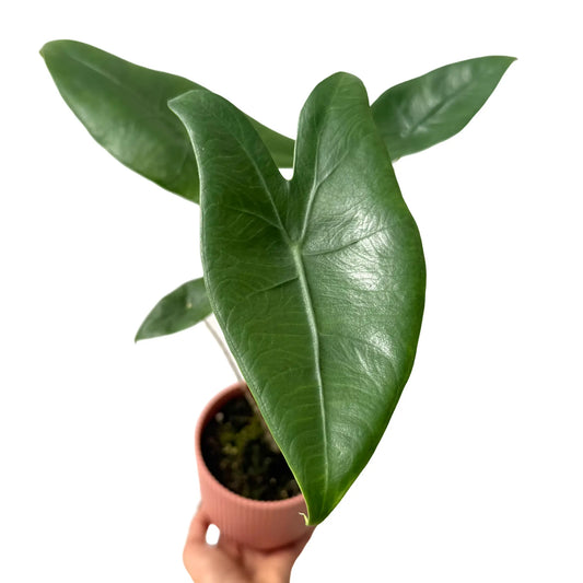 Alocasia Zebrina