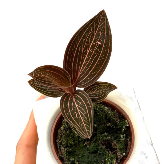 Un Anoectochilus roxburghii x Ludisia discolor - Spiderman aux feuilles foncées avec des nervures roses vives dans un pot