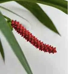 Inflorescence rouge en épi allongé d'un Anthurium Bakeri, feuillage vert foncé et fond clair flouté