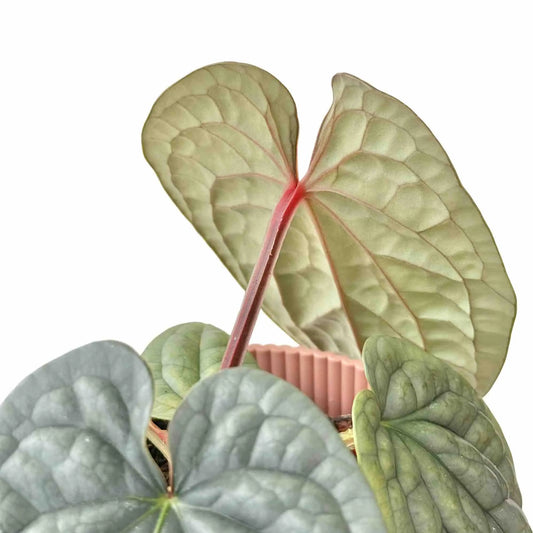 Détail des feuilles texturées et nervures rouges d'un Anthurium Luxurians dans un pot rose clair nervuré