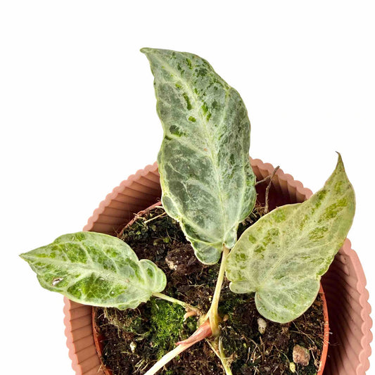 Anthurium Silver Blush Mint en pot terracota avec trois grandes feuilles vertes et argentées panachées