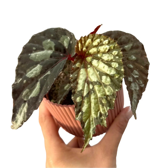 Begonia 'Lucifer' aux feuilles foncées mouchetées de vert clair, dans un pot de culture cannelé rose clair