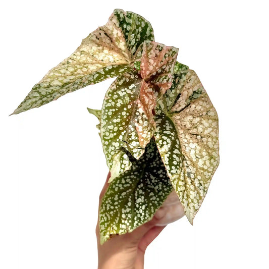 Jeune Begonia Snowcap Variegata en pleine pousse avec son feuillage vert et ses tâches blanches et roses