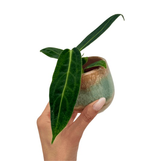 Plante verte aux feuilles longues dans un cache pot céramique Blue Lagoon vert clair et marron chiné