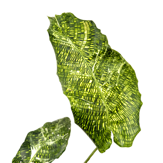 Deux grandes feuilles de Calathea Musaica 'Variegata' avec leur motif quadrillé vert clair et foncé