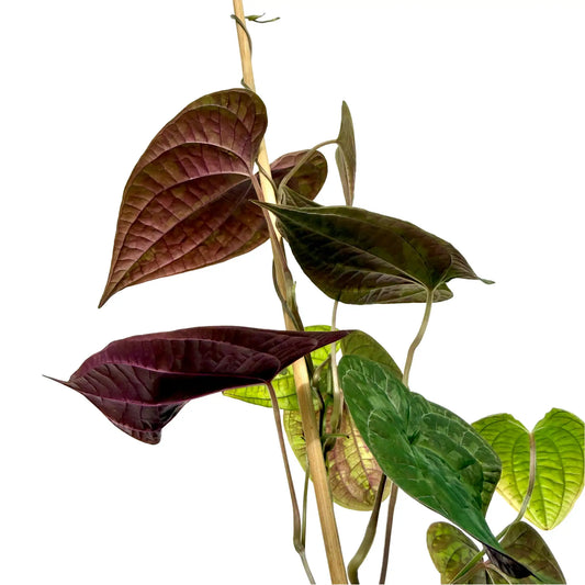 Dioscorea Discolor avec de grandes feuilles en forme de cœur, aux couleurs vert foncé et pourpre vif
