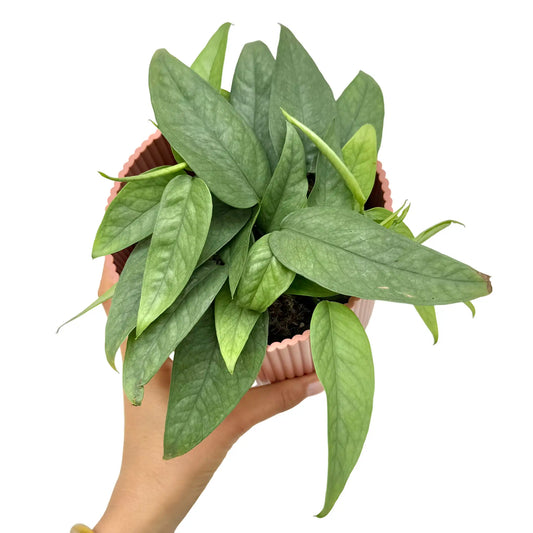 Epipremnum Cebu blue avec de longues feuilles vertes aux reflets argentés dans un pot cannelé rose pâle