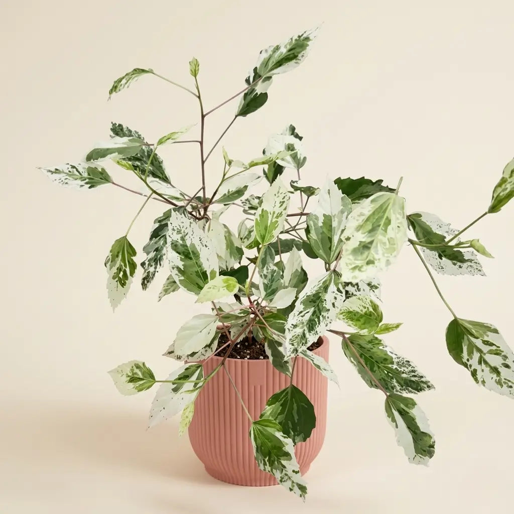 hibiskus variegata Indoor Plant Care Substrates Fertilizers Accessories – plantandstories