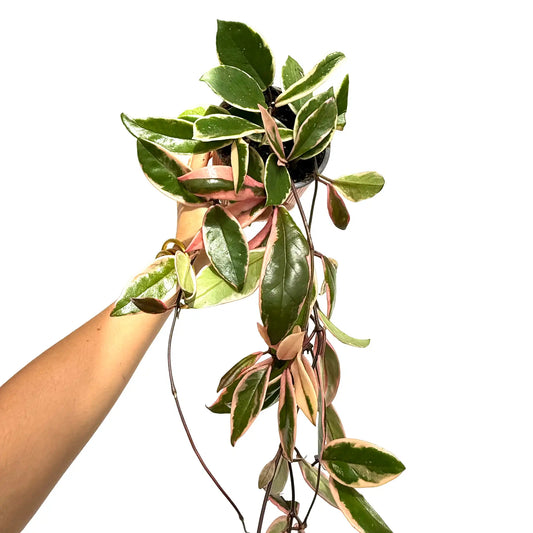 Hoya Carnosa Flamingo Dream aux feuilles panachées vertes, roses et crème, dans un petit pot noir