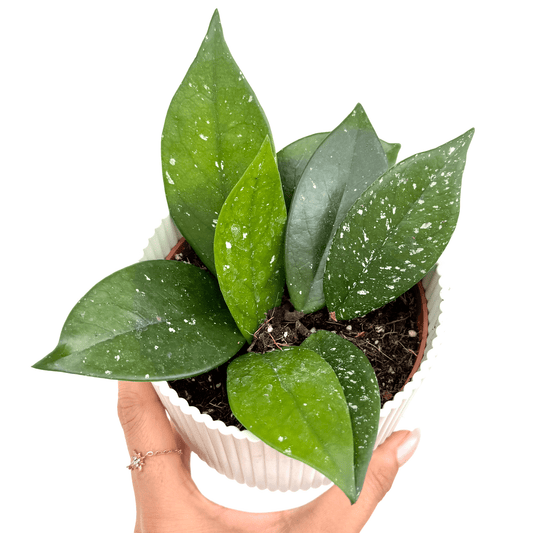 Hoya Carnosa 'Stardust' - plantandstories