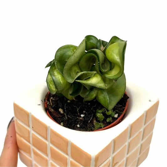 Hoya Compacta Mauna Loa avec des feuilles vert foncé et clair, plantée dans un pot carré beige carrelé