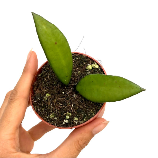 Hoya Davidcummingii