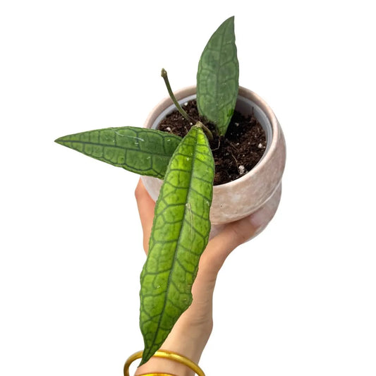 Le Hoya finlaysonii présente trois feuilles nervurées vert foncé dans un pot en céramique crème