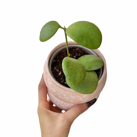 Hoya Kastbergii aux feuilles vertes arrondies et épaisses dans son cache-pot en céramique rose
