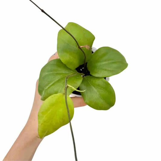 Hoya Lambii avec ses feuilles ovales vert clair poussant dans un pot blanc sur fond neutre