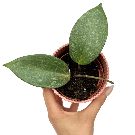 Hoya Latifolia 'Rimba Perak' - plantandstories