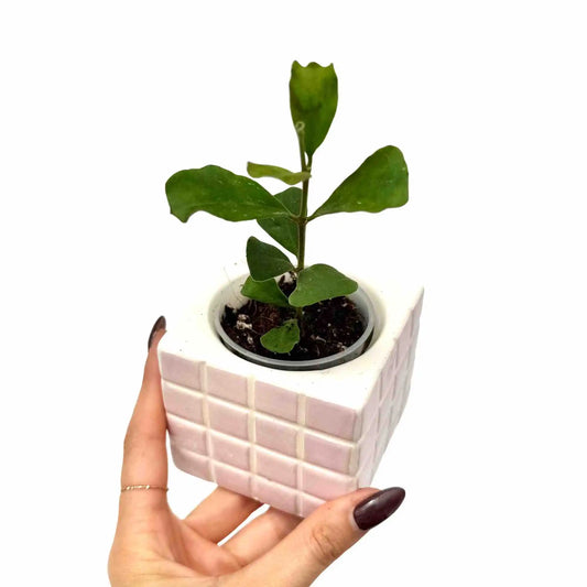 Jeune plante Hoya Manipurensis aux petites feuilles vertes dans un cache-pot cubique rose pastel quadrillé