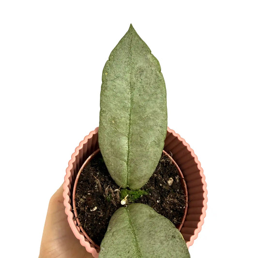 Hoya Mitrata 'Silver' avec deux grandes feuilles argentées et texturées dans un pot de culture rose nervuré