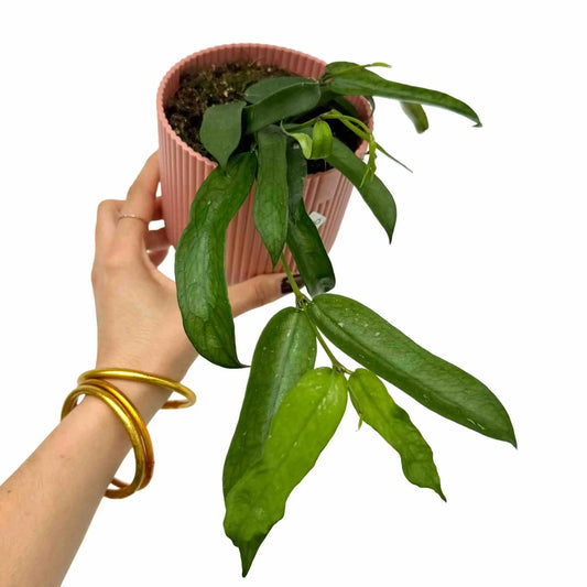 Hoya Pandurata avec ses feuilles vertes oblongues et nervurées, dans un joli pot strié rose saumon