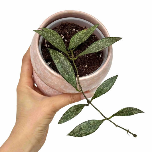 Jeune Hoya Parviflora avec de longues feuilles vertes et tachetées, dans un pot rose clair moucheté