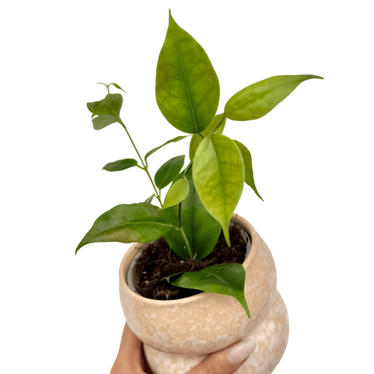 Hoya Paziae - plantandstories