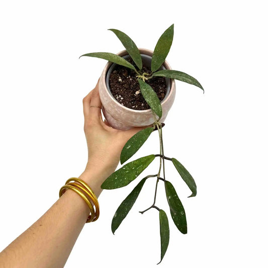 Hoya Scortechinii UT001, une plante aux longues feuilles vertes mouchetées de blanc dans un pot en céramique rose pâle