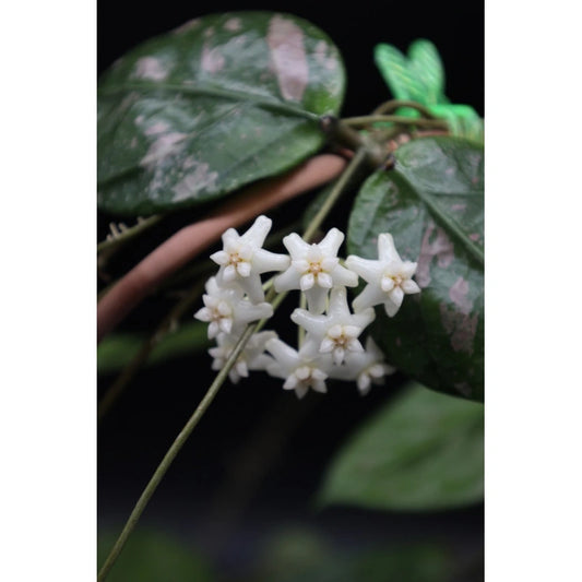 Hoya 'Lai Chau'