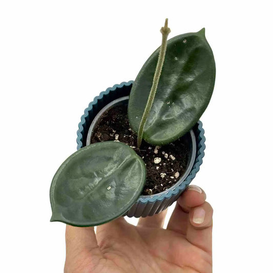 Petit plant de hoya vangviengiensis aux deux feuilles vert foncé et une petite tige sortant de son pot bleu côtelé