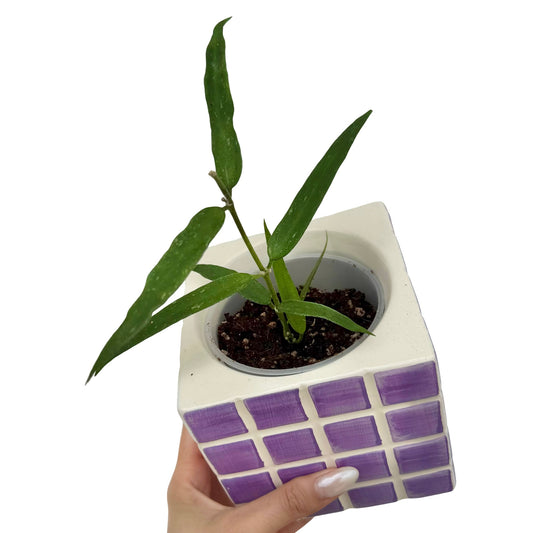 Un jeune plant de Hoya Burmanica ‘Long Leaves’ aux longues feuilles vertes poussant dans un pot blanc à carreaux violets
