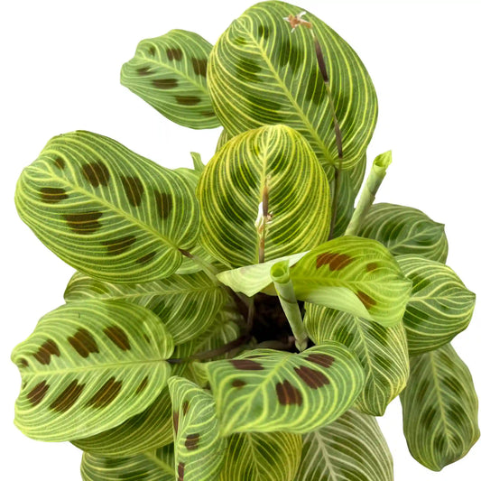 Maranta Light Veins aux feuilles vertes et rayures jaune clair avec des taches marron dans un pot rose en céramique
