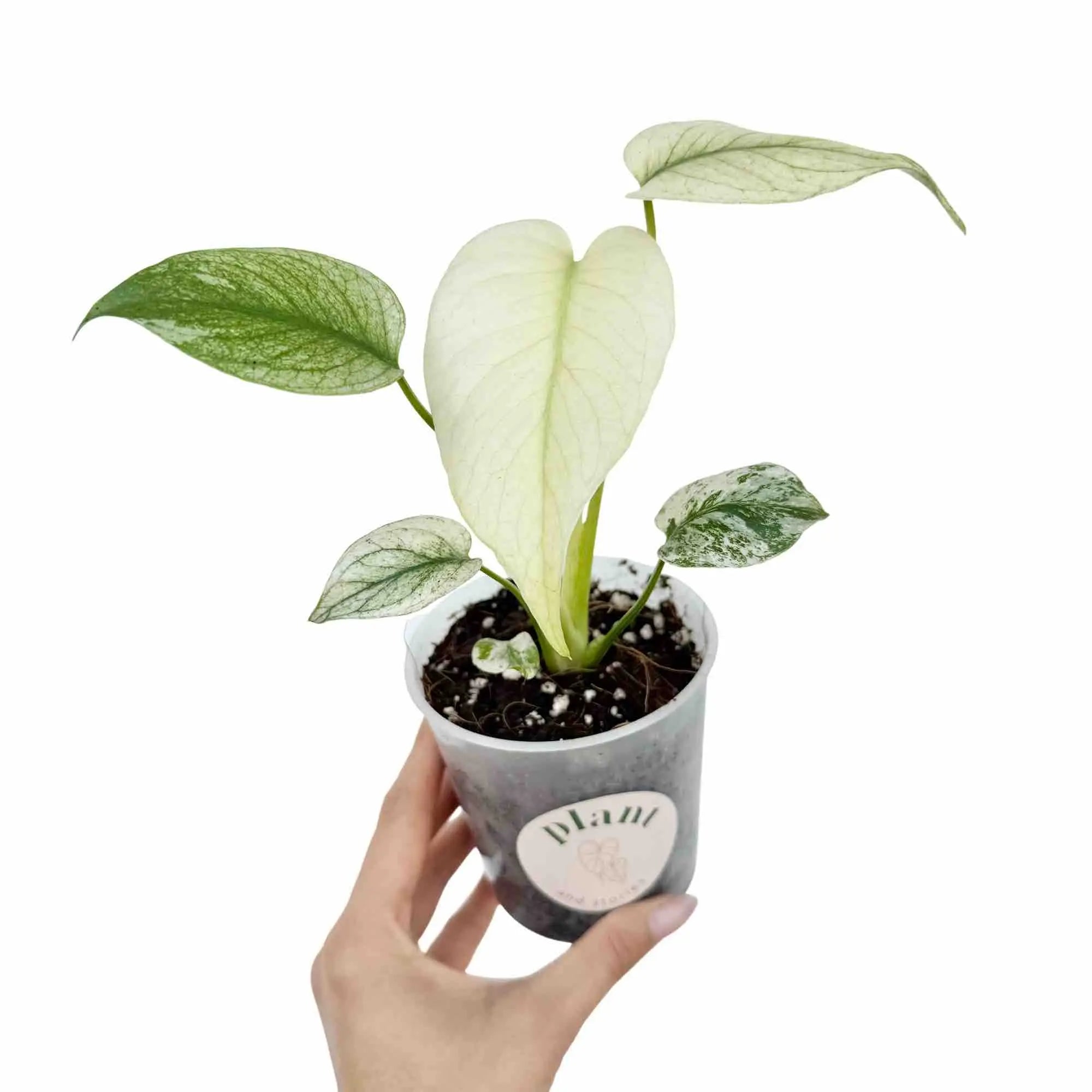 Monstera Deliciosa Mint Variegated Foliage Rarity – plantandstories