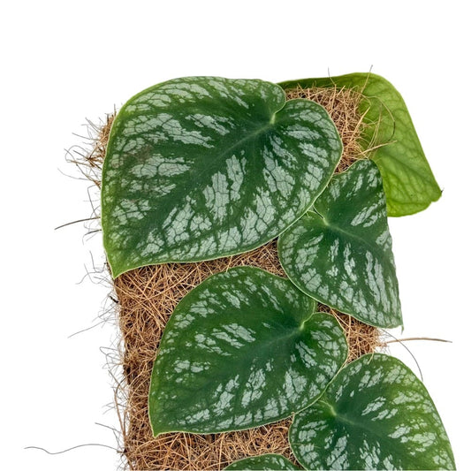 Monstera Dubia - plantandstories