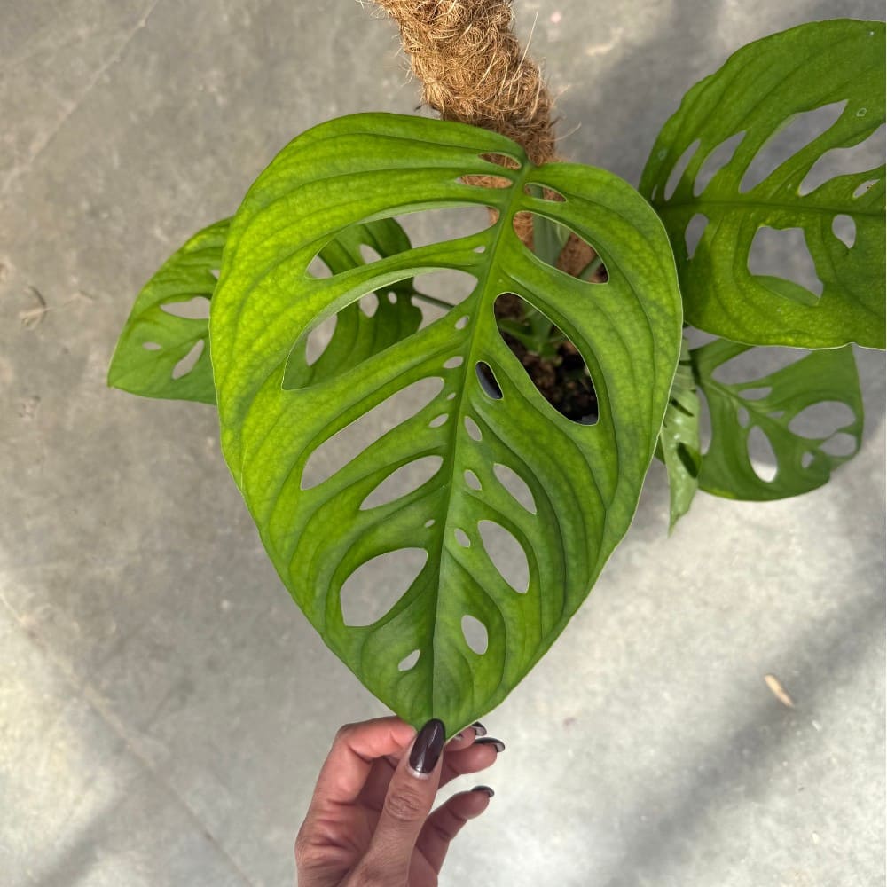 monstera esqueleto plant Monstera Esqueleto – plantandstories