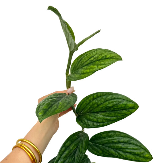 Gros plan sur les feuilles vertes texturées d'un Monstera Karstenianum avec des nervures saillantes sur un fond blanc