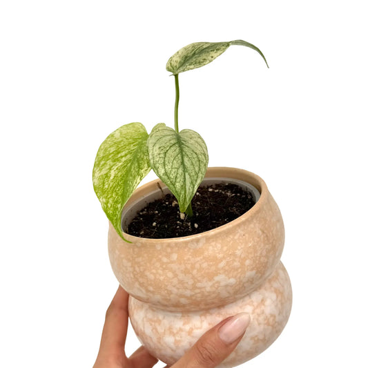 Monstera Deliciosa Mint